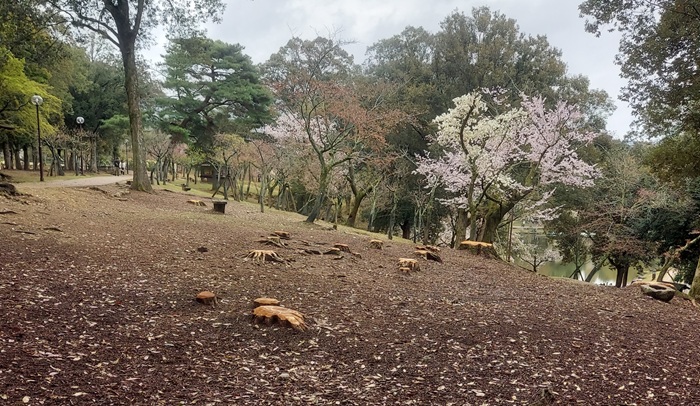 奈良公園の樹木伐採あと 2023年3月25日