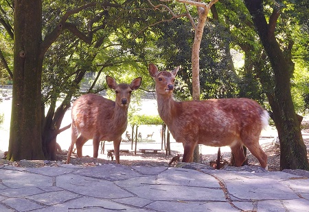 奈良公園：奈良のシカを取り巻く環境